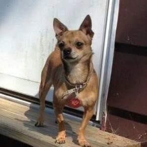 Meet your Posher, Pamela